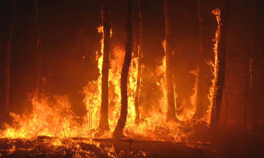 How To Come Up With an Emergency Wildfire Plan