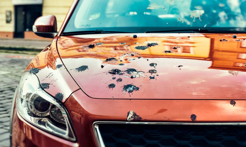 The hood of a red car covered in bird droppings. There are also some bird droppings on the windshield of the car.