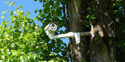 A white security camera mounted on a large tree with tons of green leaves contains multiple camera slots.